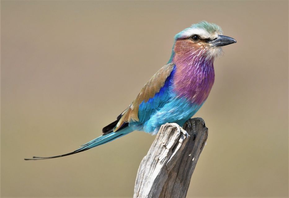 Un garrulo pettolilla colorato con piume viola e blu si posa su un palo di legno consumato, su uno sfondo sfocato.