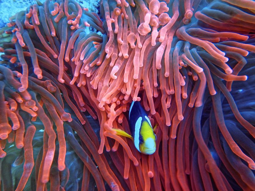 Un pesce pagliaccio nero, bianco e giallo sbircia tra i tentacoli rosa-arancio di un'anemone di mare.