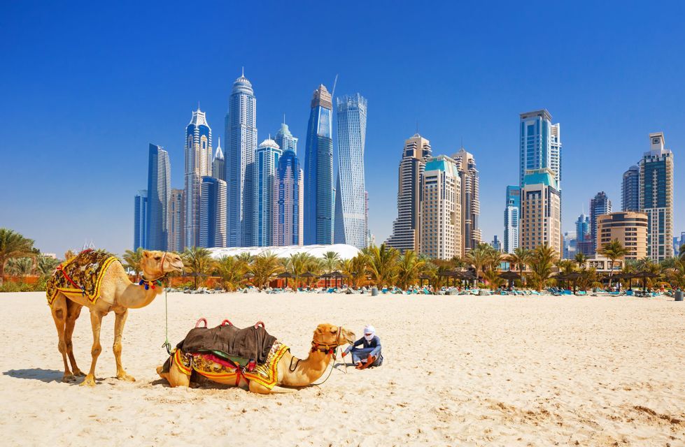 Due cammelli decorati riposano su una spiaggia sabbiosa con palme, con lo sfondo di uno skyline moderno sotto un cielo azzurro.