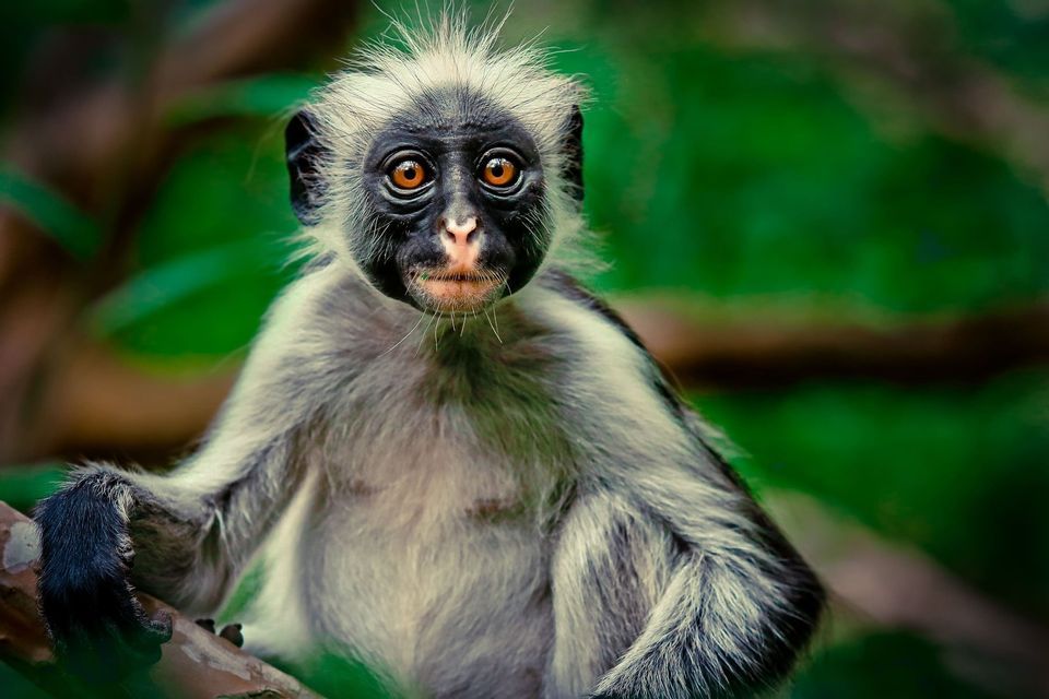 Un primo piano di una scimmia con pelliccia grigio chiaro, pelo a spazzola e grandi occhi arancioni, che fissa direttamente la fotocamera in una foresta.