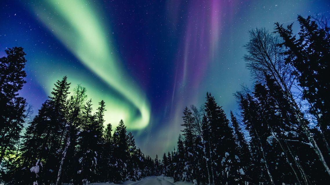 Grüne und violette Nordlichter leuchten an einem sternenklaren Nachthimmel über einer verschneiten Straße durch einen Kiefernwald.