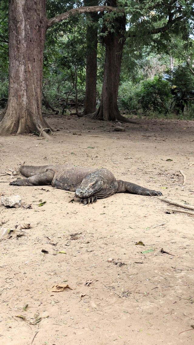 Ein großer Komodowaran liegt auf sandigem Boden und ruht sich im Schatten großer Bäume in einem Wald aus.