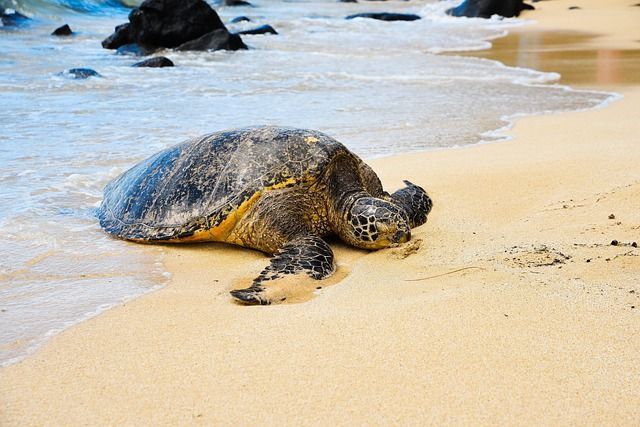 Eine große Meeresschildkröte ruht auf dem feuchten Sand eines Strandes, während sanfte Wellen nahe dunkler Felsen an Land spülen.