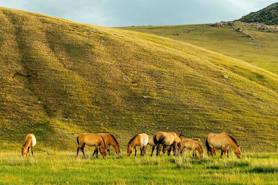 Un troupeau de chevaux beiges broute dans un champ verdoyant devant une grande colline herbeuse et vallonnée sous un ciel pâle.