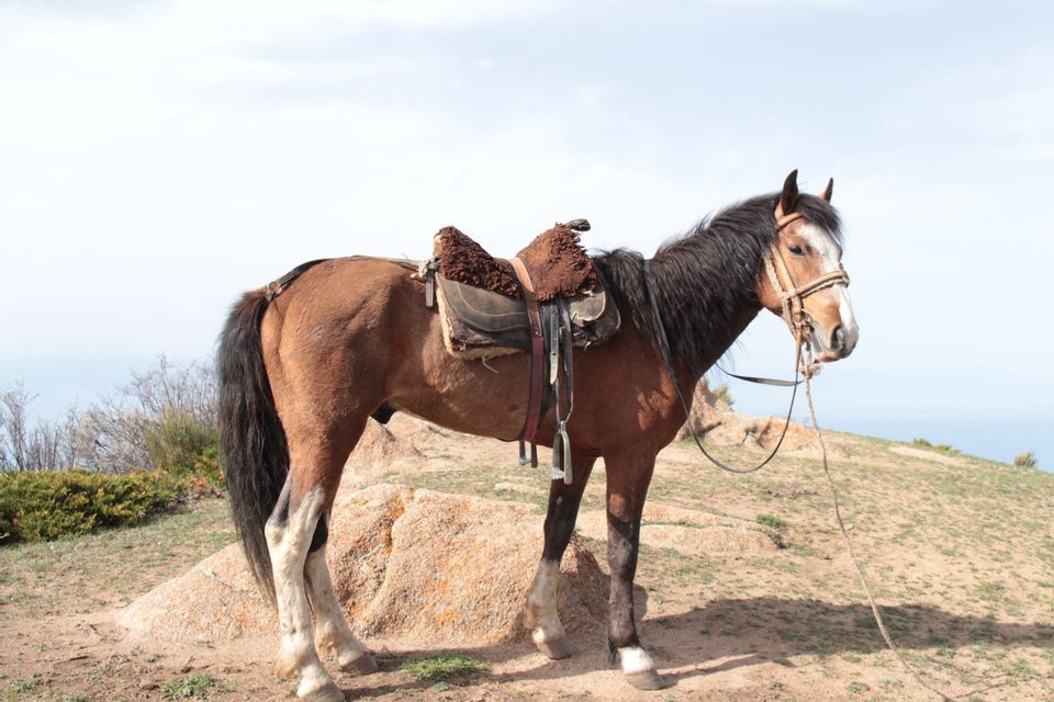 Un cheval brun avec une selle et une bride se tient sur une colline rocheuse surplombant un plan d'eau.