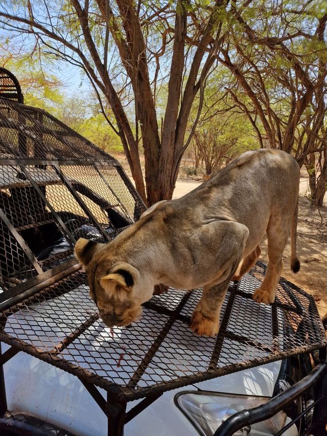 Una leonessa è sul cofano protetto di un veicolo da safari bianco, leccando la griglia metallica sotto alberi frondosi.