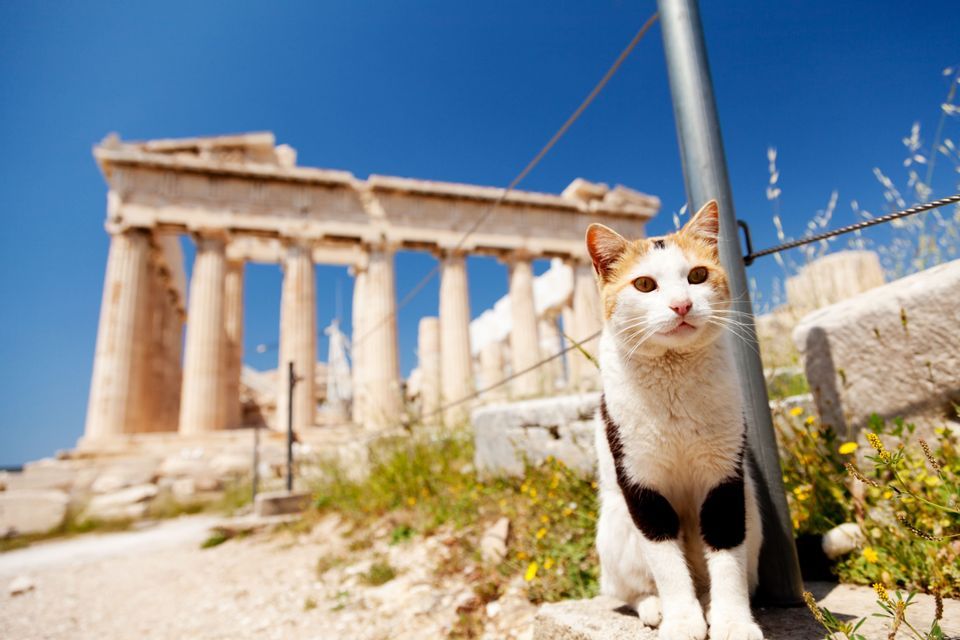 Un gatto tricolore con macchie marroni e nere è seduto su un muro di pietra, con rovine di antichi templi greci visibili sullo sfondo sotto un cielo azzurro e limpido.