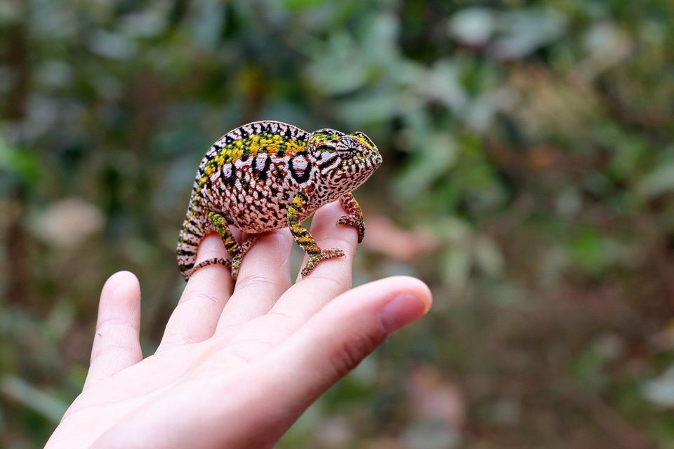 A colorful, patterned chameleon rests on a person's fingers against a blurred green foliage background.