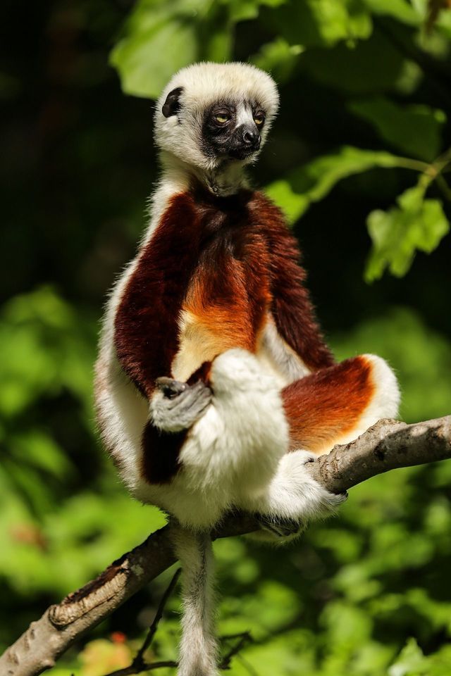 A Coquerel's sifaka lemur with white and brown fur sits on a tree branch, holding its foot against a background of green leaves.