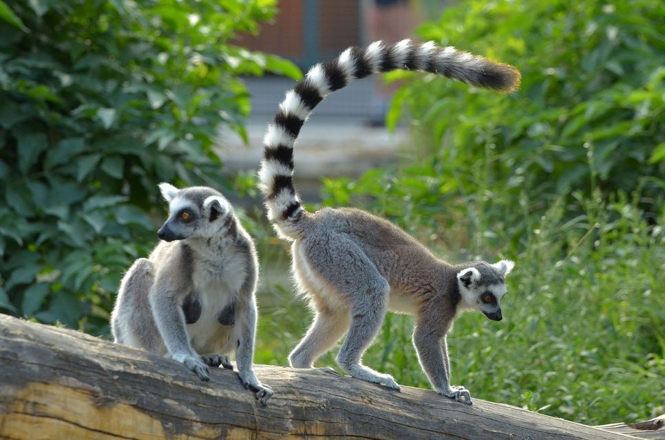 Two ring-tailed lemurs on a large wooden log, with one sitting and the other standing with its striped tail raised.