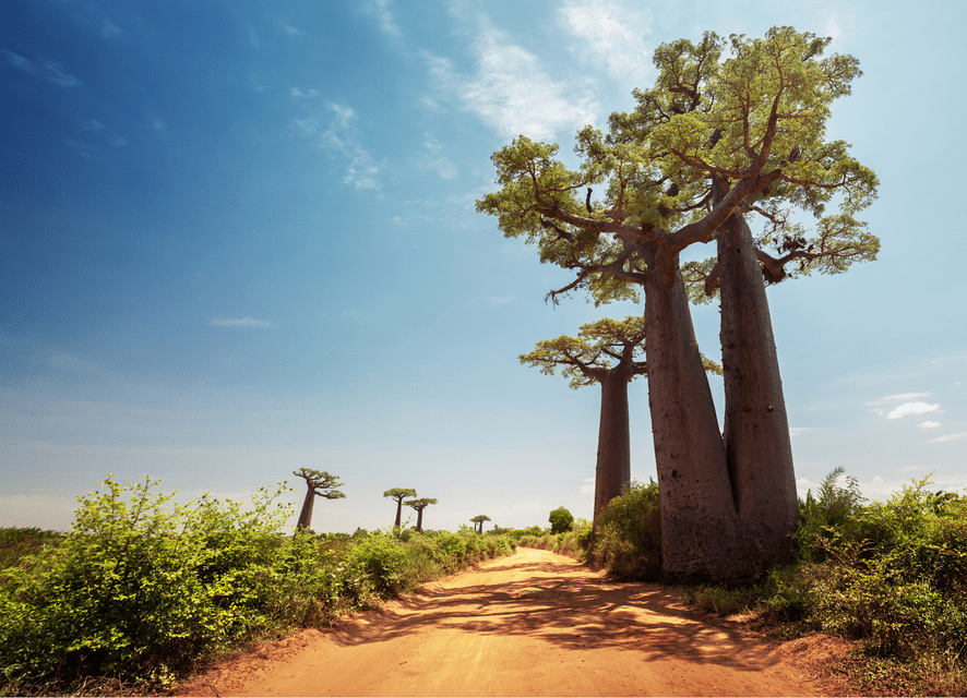 Tall baobab trees with thick trunks line a sandy dirt road in a green landscape under a bright blue sky.
