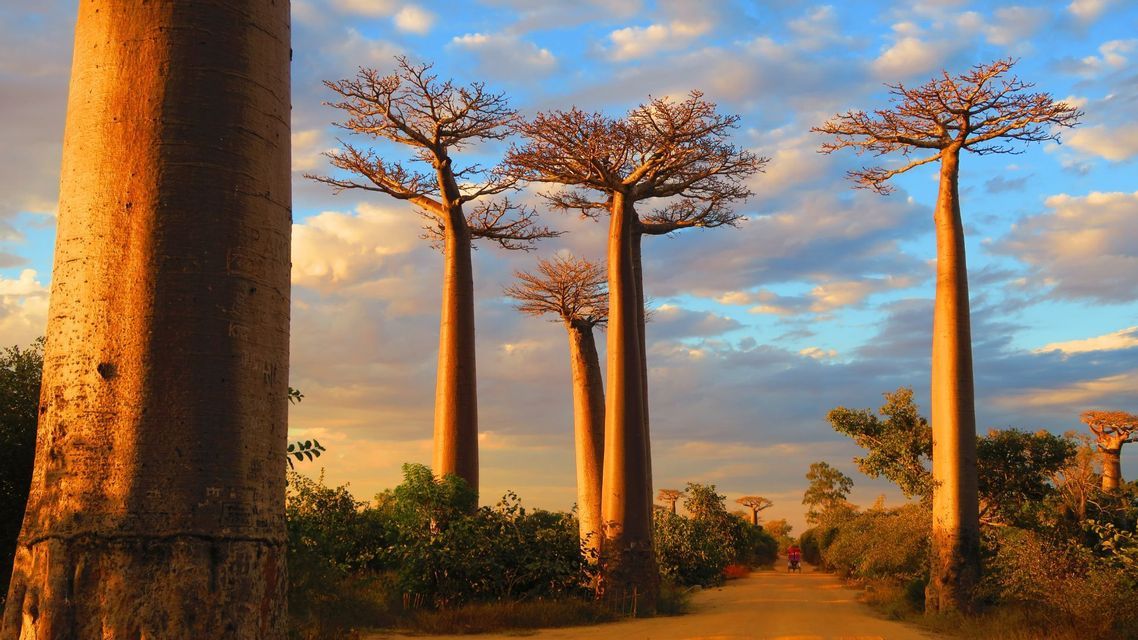 Tall baobab trees with thick trunks glow in the golden sunset light along a dirt road under a partly cloudy sky.
