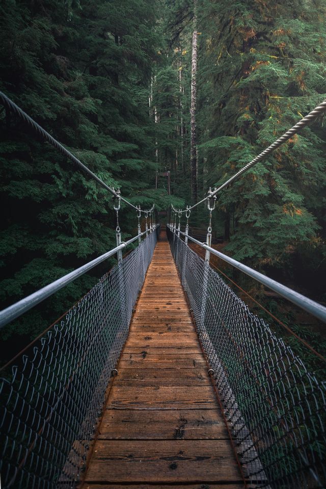 Eine lange hölzerne Hängebrücke mit Kettengeländer erstreckt sich durch einen dichten Wald hoher immergrüner Bäume.