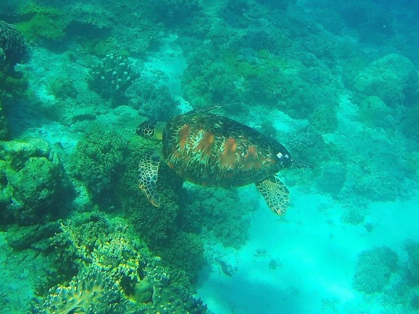 Una tartaruga marina nuota nelle acque turchesi sopra una barriera corallina verde.