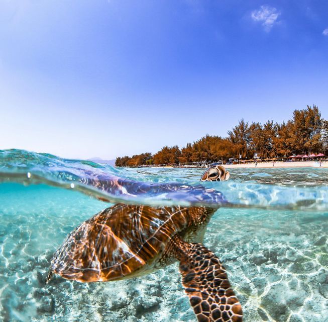 Eine zweigeteilte Ansicht einer Meeresschildkröte, die in klarem, seichtem Wasser schwimmt, mit einem tropischen Strand, der über der Oberfläche sichtbar ist.