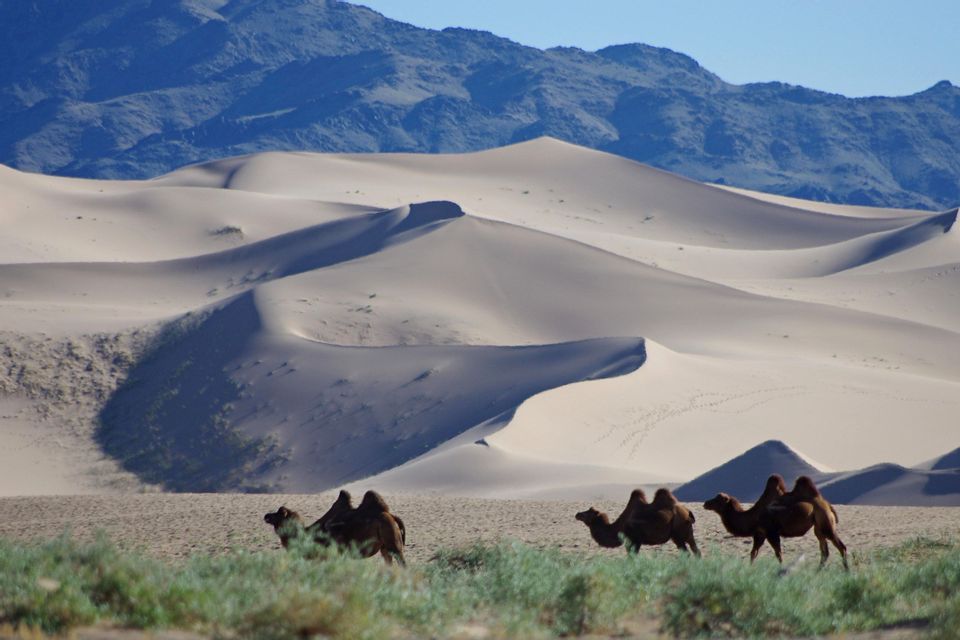 Un gruppo di cammelli battriani attraversa la vegetazione verde con dune di sabbia ondulate e montagne sullo sfondo.