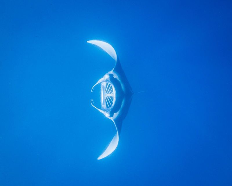Una manta, vista frontalmente, nuota con la bocca aperta attraverso acque blu profonde.