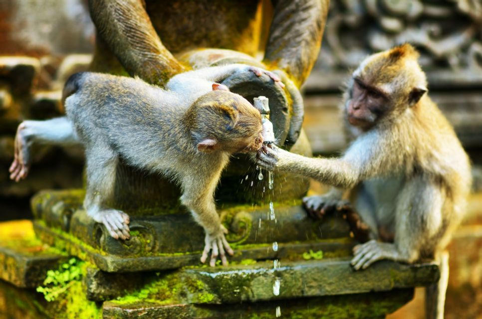 Dos monos en una estatua de piedra cubierta de musgo, uno bebiendo de un caño de agua mientras el otro la toca.