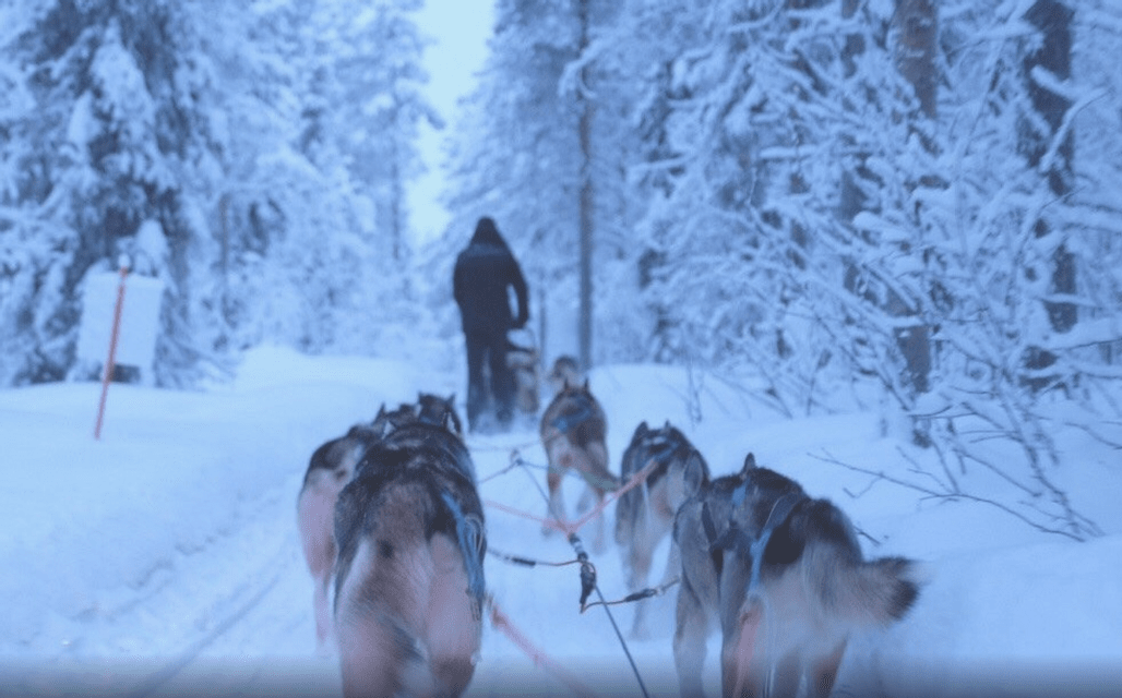 Una muta di cani da slitta trascina una slitta con una persona attraverso una foresta innevata.