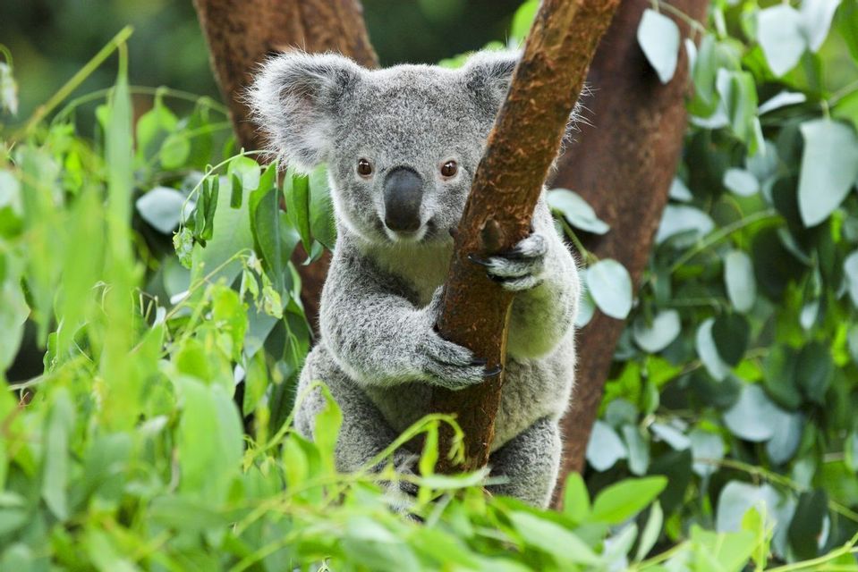 Un koala gris et duveteux s'accroche à une branche d'eucalyptus, regardant directement l'appareil photo.