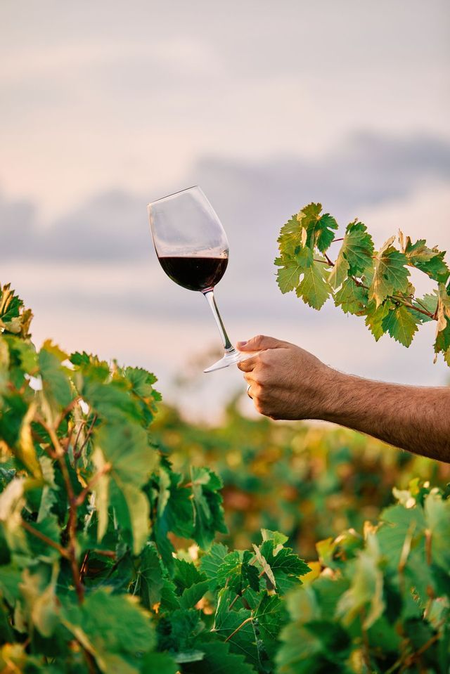 Eine Hand hält ein Glas Rotwein in den Himmel, umgeben von den grünen Blättern eines Weinbergs.