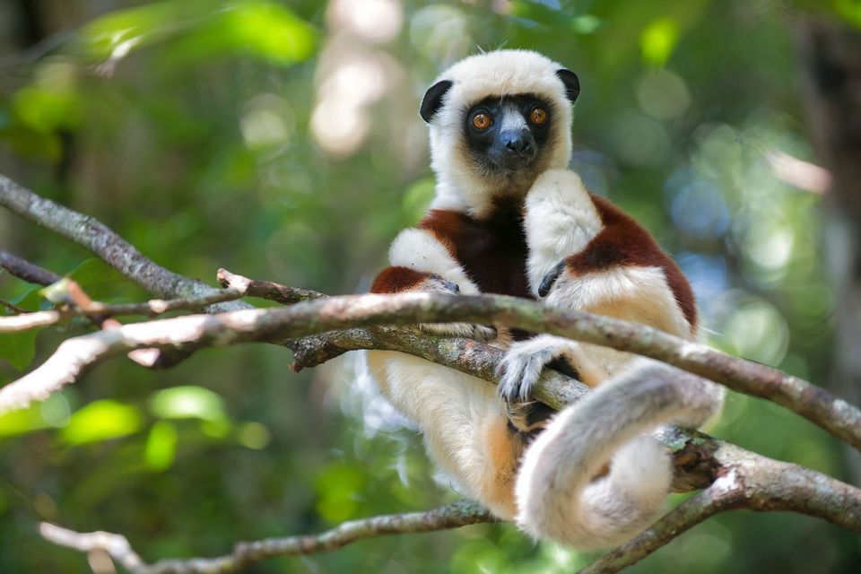 A Coquerel's sifaka lemur with white and brown fur sits on a branch in a lush, green forest.