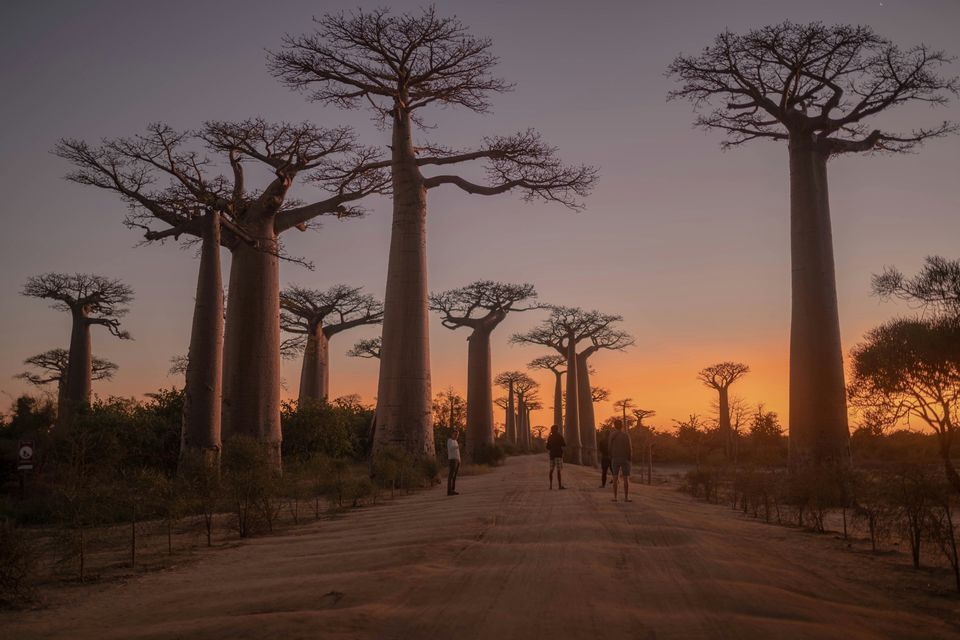 A WeRoad group trip stands on a dirt road among towering baobab trees against a vibrant sunset sky.