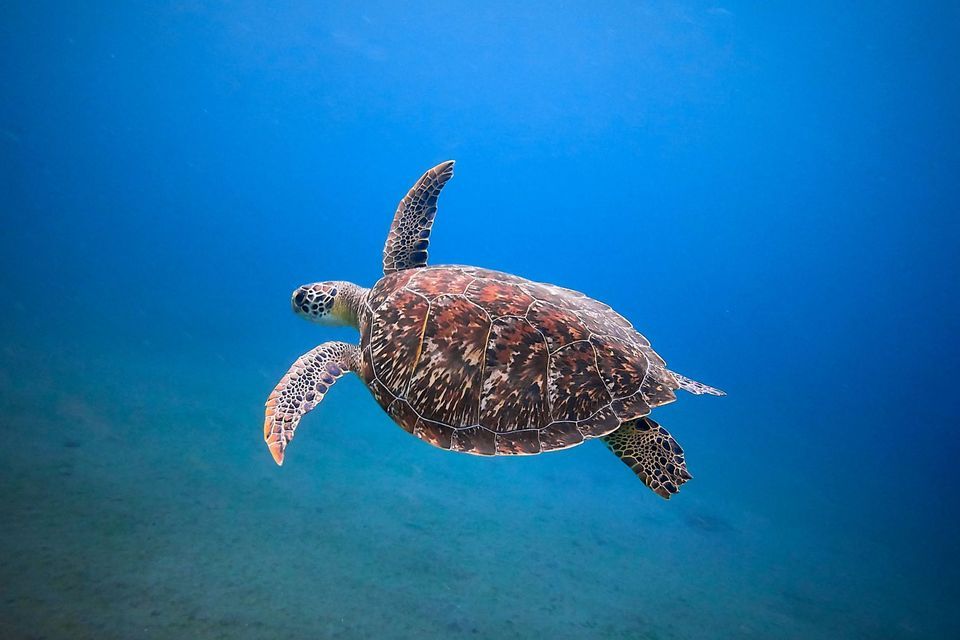 A sea turtle with a brown and white patterned shell swims through clear, deep blue water over a sandy seabed.