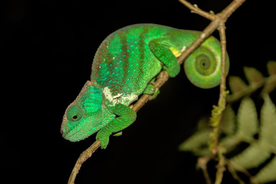 A close-up of a bright green chameleon clinging to a thin branch with its tail curled into a spiral against a black background.