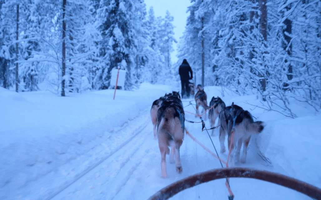 Una muta di cani da slitta tira una slitta attraverso un sentiero innevato nel bosco, ripreso in prima persona.