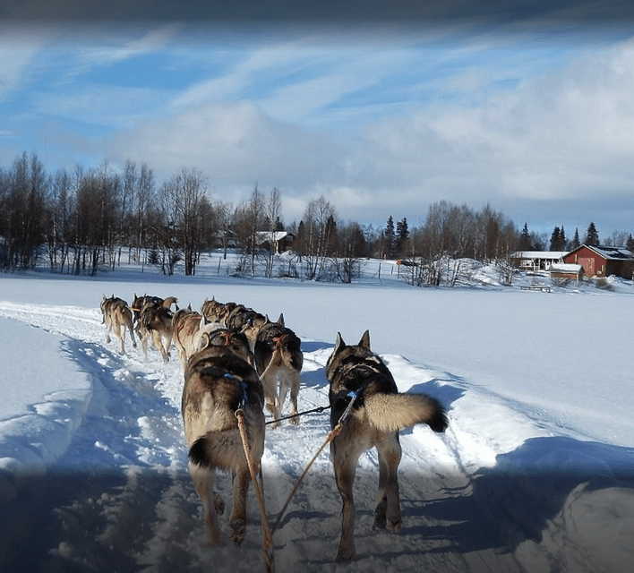 Una muta di cani da slitta trascina una slitta lungo un sentiero attraverso un ampio paesaggio innevato con alberi in lontananza.