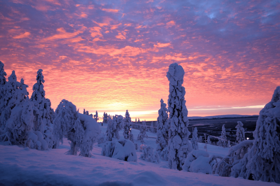 Pini innevati si ergono su una collina innevata sotto un vivido tramonto rosa e viola.