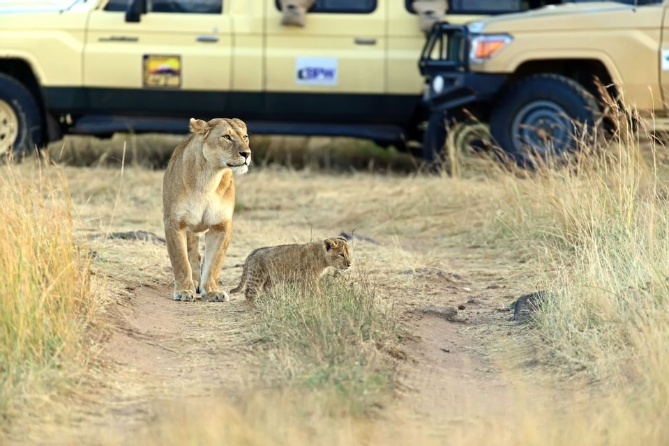 Una leonessa e il suo cucciolo su una strada sterrata in una savana erbosa, con veicoli da safari parcheggiati sullo sfondo.