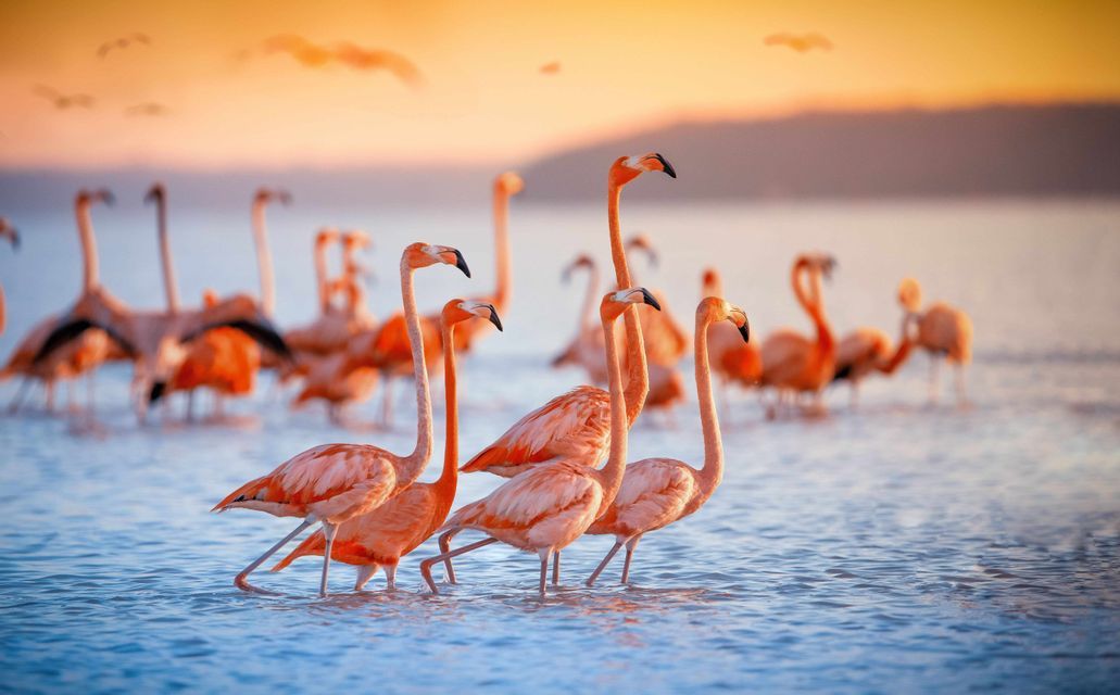 Rosafarbene Flamingos waten im seichten Wasser, beleuchtet vom warmen Licht eines Sonnenuntergangs.