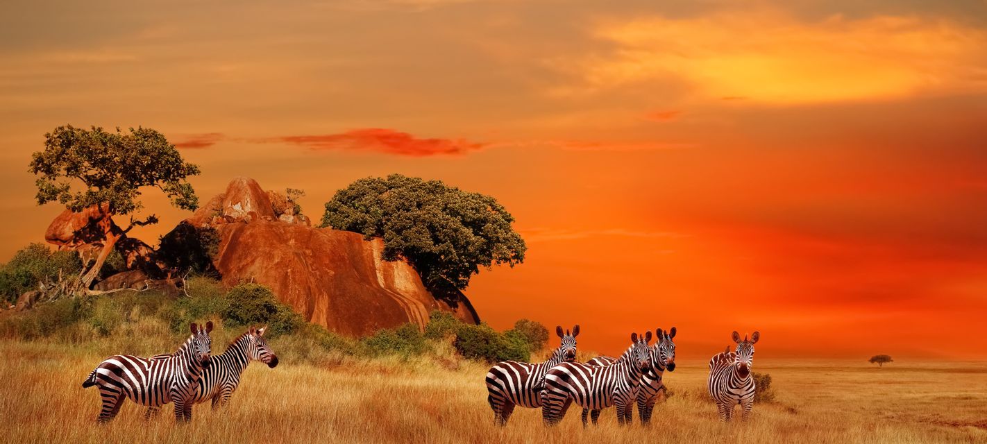 Eine Herde Zebras steht in einer Savanne aus goldenem Gras unter einem leuchtend orangefarbenen Sonnenuntergangshimmel, mit Bäumen und felsigen Hügeln im Hintergrund.