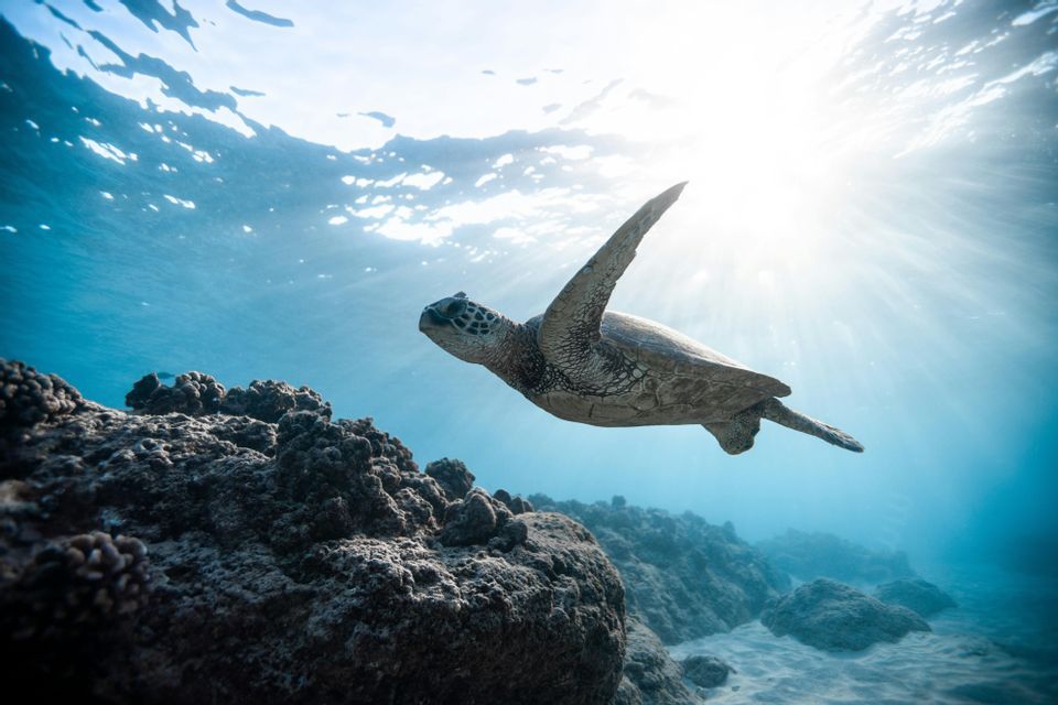 Una vista subacquea di una tartaruga marina che nuota su un fondale marino roccioso mentre la luce del sole filtra attraverso la superficie dell'acqua.