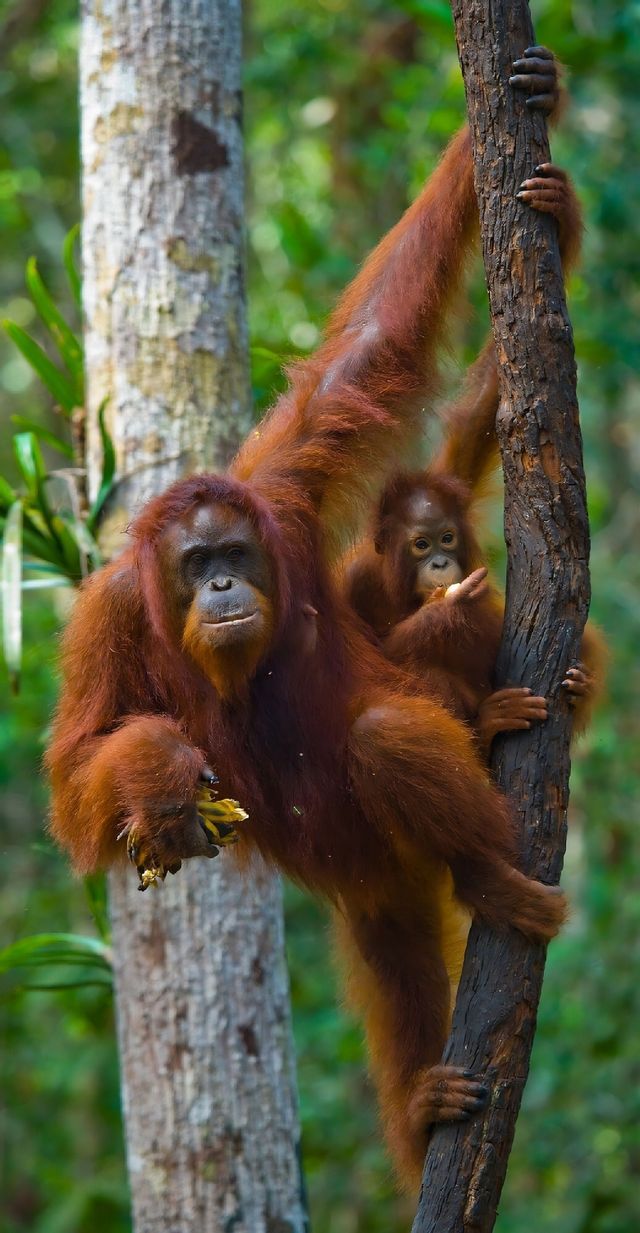 Un orangután adulto y su cría comen mientras trepan por el tronco de un árbol en una selva verde exuberante.