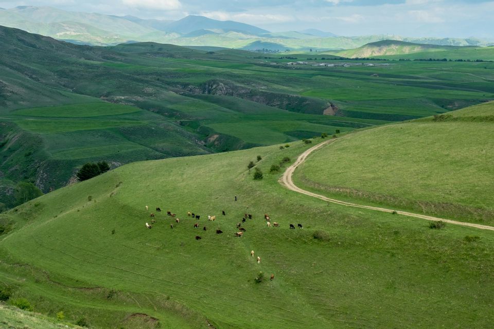 Una mandria di bovini al pascolo su un lussureggiante versante verde, con una strada sterrata serpeggiante e montagne in lontananza.