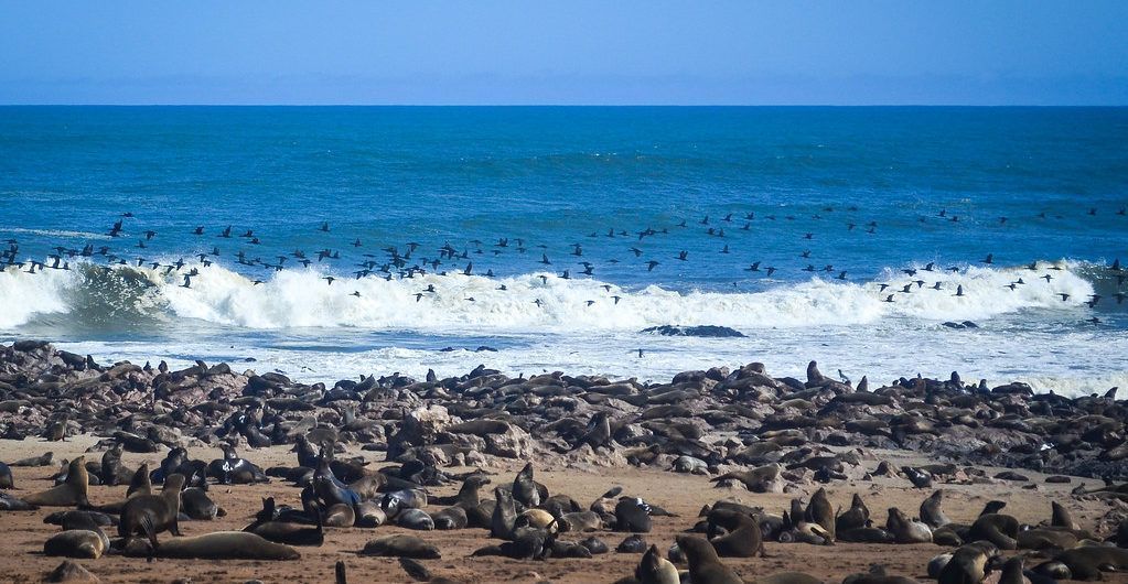 Una colonia di foche su una spiaggia rocciosa con uno stormo di uccelli che volano bassi sopra un'onda che si infrange nell'oceano blu.