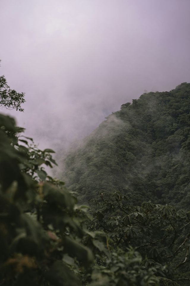 Un ripido pendio montano ricoperto da una fitta foresta verde, con la nebbia che sale verso un cielo pallido e coperto.