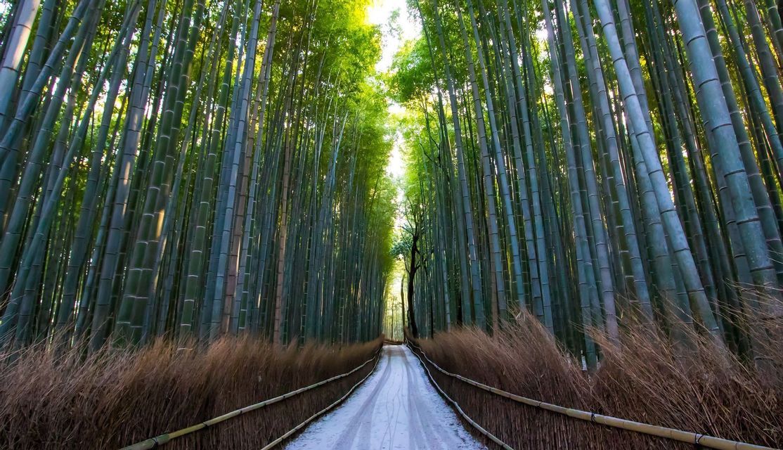 Un ampio sentiero attraversa una fitta foresta di alti steli di bambù verdi, delimitato da basse recinzioni di bambù.