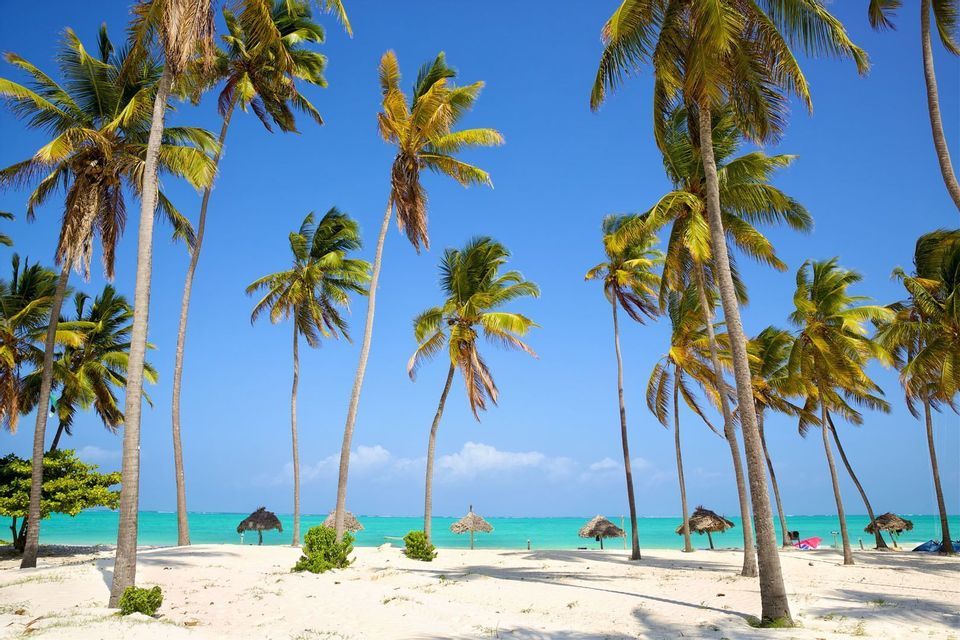 Un boschetto di alte palme su una spiaggia di sabbia bianca che si affaccia su un mare turchese sotto un cielo limpido.