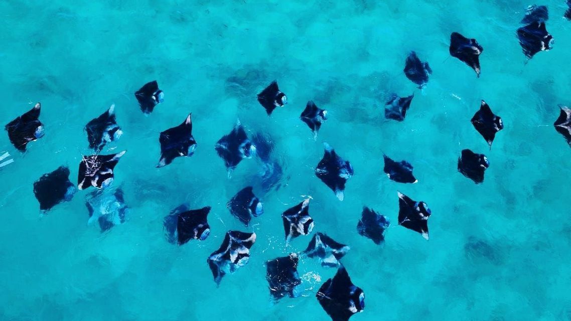 Vista aérea de un gran cardumen de mantarrayas nadando juntas en agua oceánica clara y vibrante de color turquesa.