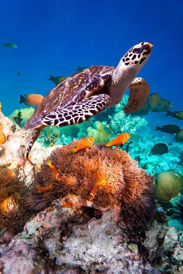 Una tortuga marina nada sobre un arrecife de coral poblado por peces payaso viviendo en una gran anémona marina.