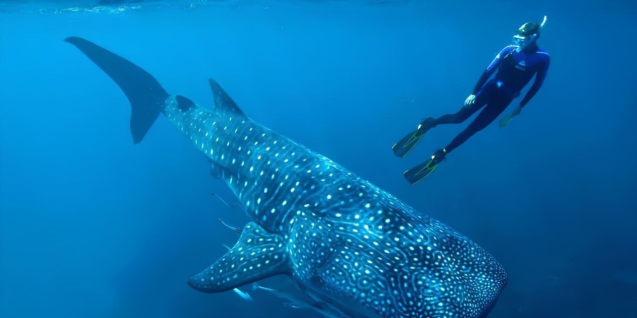 Una persona con traje de neopreno y equipo de snorkel nada junto a un gran tiburón ballena en aguas cristalinas.