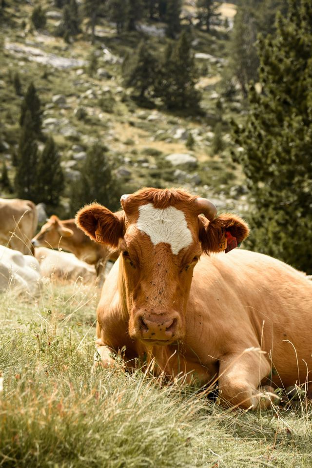 Eine braune Kuh mit einem weißen Fleck auf der Stirn ruht im hohen Gras auf einem Hügel und blickt direkt in die Kamera.