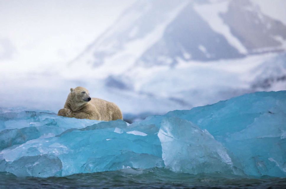 Un orso polare riposa su un grande iceberg blu che galleggia nell'acqua, con una montagna innevata sullo sfondo.