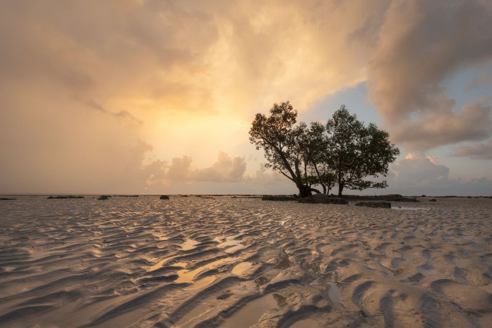 Un gruppo di alberi si erge su una spiaggia con sabbia bagnata e increspata sotto un cielo dorato e nuvoloso al tramonto.
