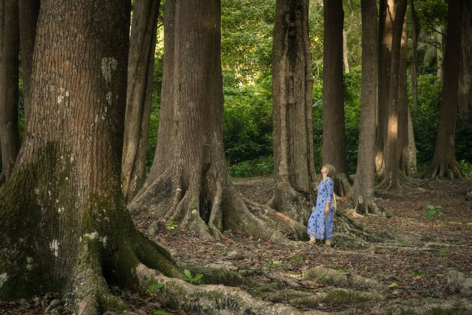 Una donna in abito blu si trova in una foresta, osservando alberi alti con tronchi spessi e grandi radici esposte.