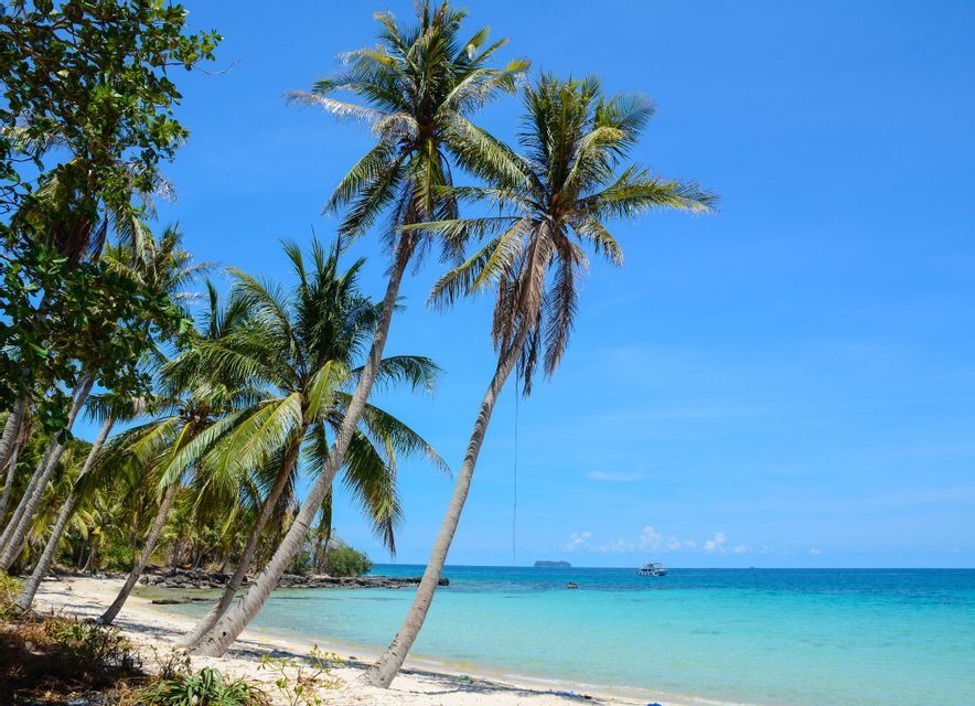 Alte palme costeggiano una spiaggia di sabbia bianca, inclinandosi verso il calmo mare turchese sotto un cielo azzurro brillante.
